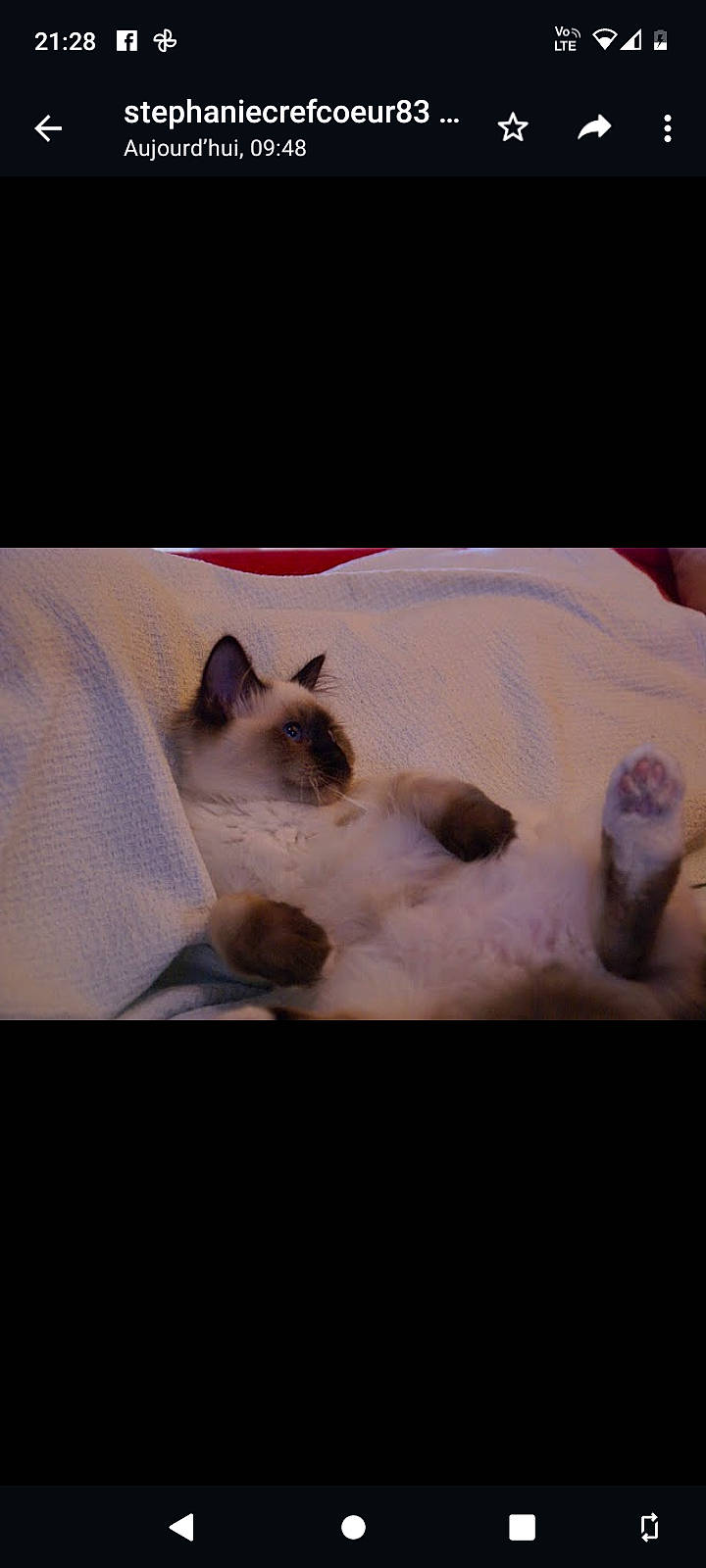 Fripon a rejoint le concours — aidez-le/la à gagner de superbes lots ! balinese, birman, canidae, carnivore, cat, comfort, companion_dog, dog_breed, fawn, felidae, fur, linens, paw, siamese, sky, small_to_medium_sized_cats, snout, tail, thai, whiskers