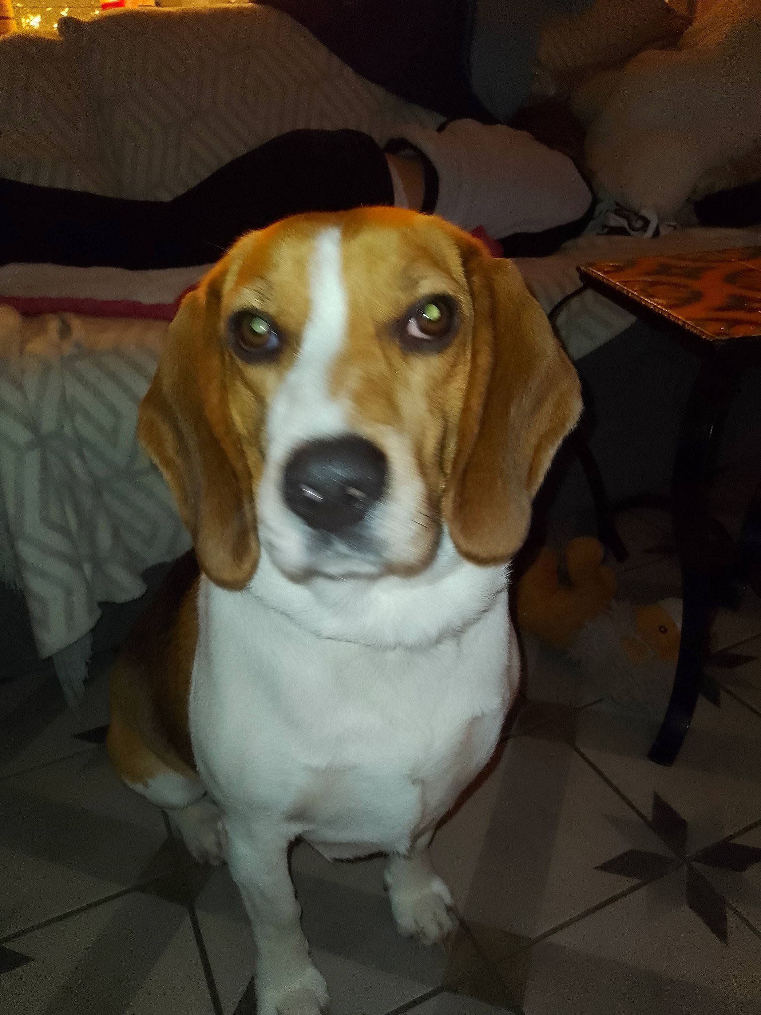 Aïko participe au concours pour gagner de l'argent avec cette photo : beaglier, canidae, carnivore, collar, companion_dog, dog, dog_breed, fawn, flooring, hunting_dog, snout, sporting_group, whiskers, working_animal