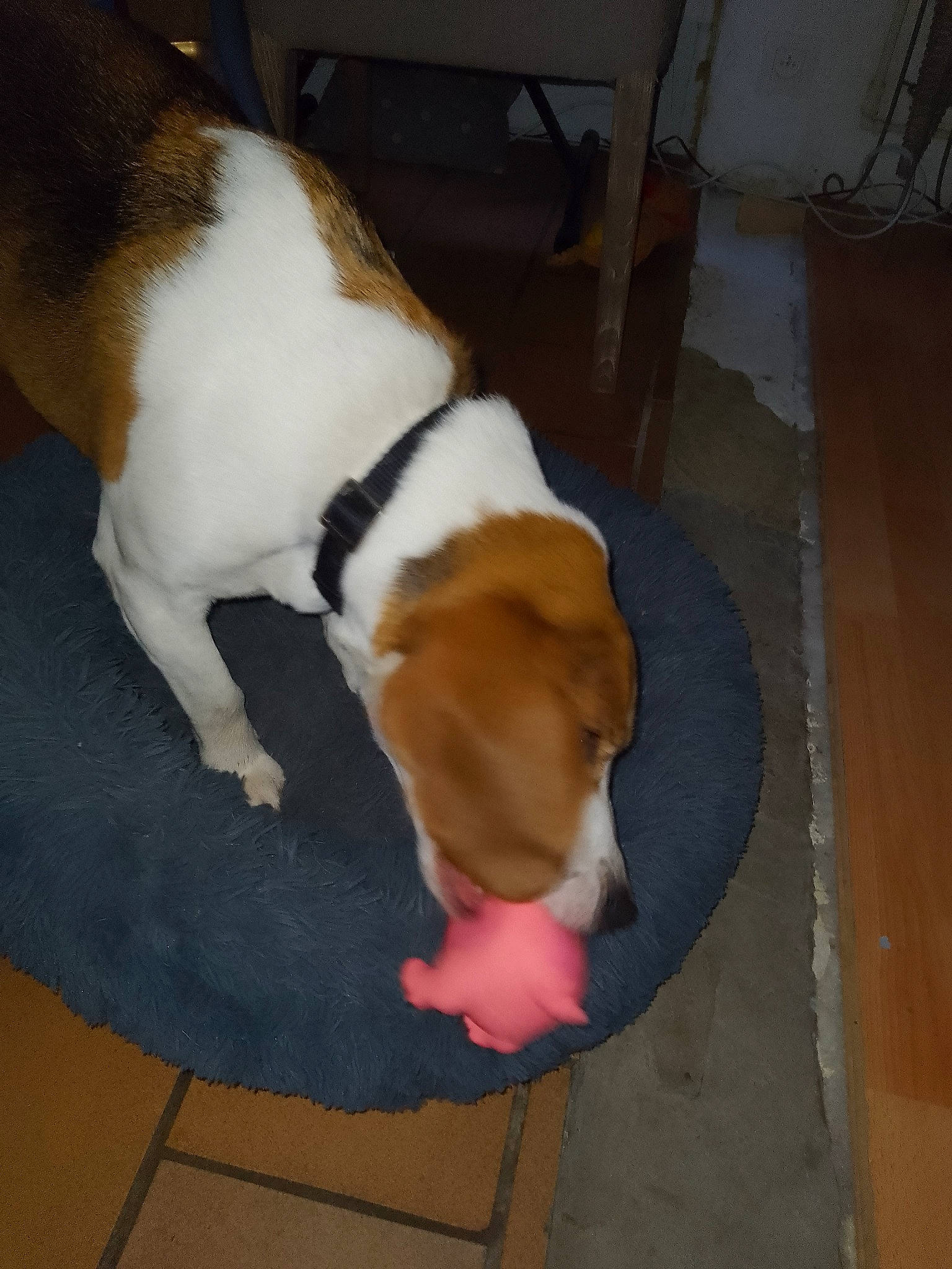 Aïko a rejoint le concours — aidez-le/la à gagner de superbes lots ! beagle, canidae, carnivore, comfort, companion_dog, dog, dog_breed, fawn, flooring, fur, hardwood, hound, non_sporting_group, paw, pet_supply, scent_hound, snout, sporting_group, tail, wood