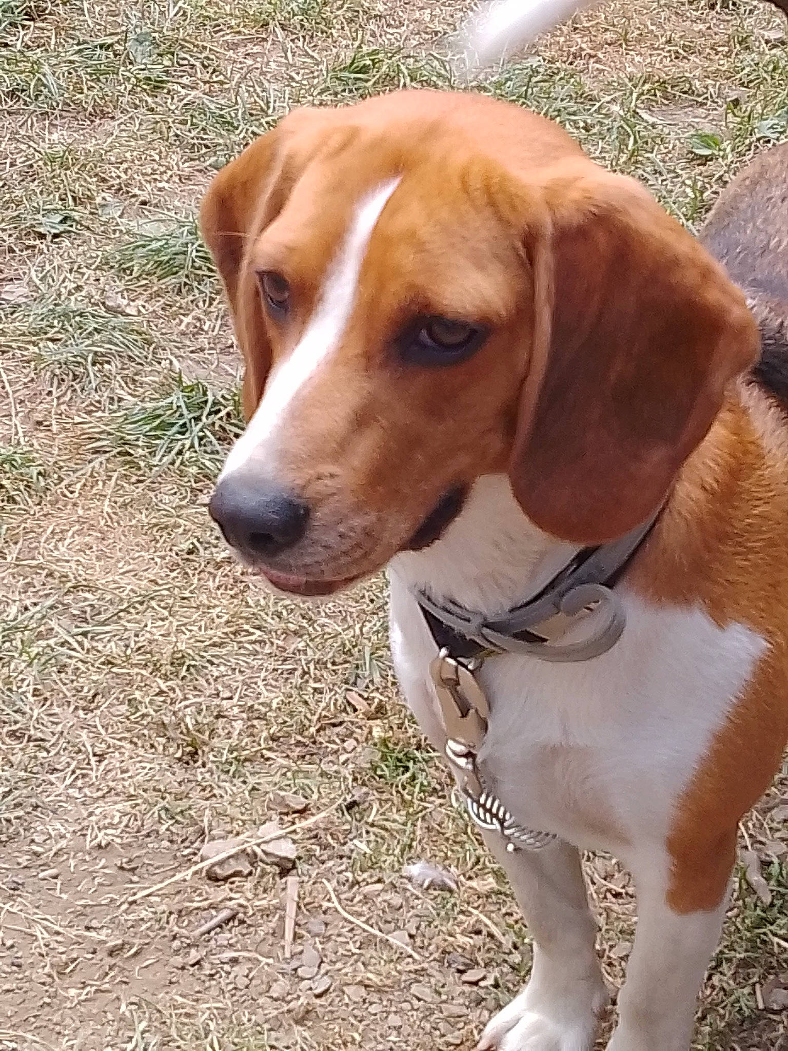 Aïko participe au concours pour gagner de l'argent avec cette photo : canidae, carnivore, collar, companion_dog, dog, dog_breed, dog_collar, fawn, hound, hunting_dog, liver, scent_hound, snout, sporting_group, tail, terrestrial_animal, whiskers, working_animal