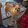 dog, small_dog, tan_dog, pet, indoor, rug, dog_bed, blanket, ear_up, alert, floor, home, cozy, furniture, cup, vase, wood_floor, carpet, animal, companion