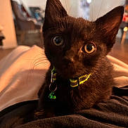 Boomer is registered to the contest to win money with this photo: animal, bell, black_kitten, cat, close_up, collar, cozy, curious, cute, domestic_cat, feline, fur, indoor, pet, sitting, soft_focus, warm_light, whiskers, wide_eyes, young_cat