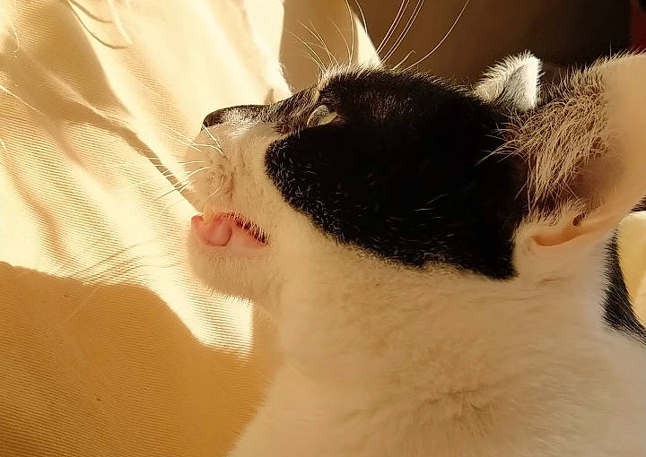 Minouchka participe au concours pour gagner de l'argent avec cette photo : carnivore, cat, claw, comfort, domestic_short_haired_cat, ear, eyelash, felidae, fur, human_body, human_leg, linens, paw, small_to_medium_sized_cats, snout, tail, whiskers, window