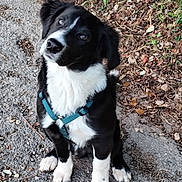 Voyou a rejoint le concours — aidez-le/la à gagner de superbes lots ! puppy, dog, black_and_white, sitting, harness, outdoor, gravel, leaves, curious, cute, pet, animal, nature, young_dog, fur, ears, paw, head_tilt, ground, greenery