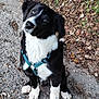 puppy, dog, black_and_white, sitting, harness, outdoor, gravel, leaves, curious, cute, pet, animal, nature, young_dog, fur, ears, paw, head_tilt, ground, greenery