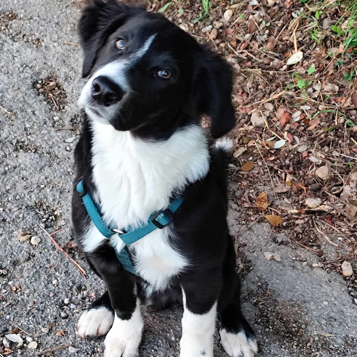 Voyou a rejoint le concours — aidez-le/la à gagner de superbes lots ! animal, black_and_white, curious, cute, dog, ears, fur, gravel, greenery, ground, harness, head_tilt, leaves, nature, outdoor, paw, pet, puppy, sitting, young_dog