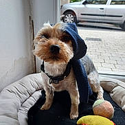 Maya participe au concours pour gagner de l'argent avec cette photo : dog, pet, scarf, toy, bed, window, car, indoor, plush_toy, small_dog, furry, brown, white, black, face, collar, door, floor, cozy, curious