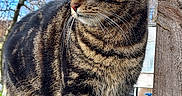 Gyn participe au concours pour gagner de l'argent avec cette photo : animal, bark, blue_sky, cat, close_up, fur, garden, green_eyes, ivy, nature, outdoor, paws, pet, portrait, sunlight, tabby_cat, tree_branches, tree_trunk, whiskers, wood
