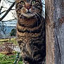cat, tabby_cat, feline, green_eyes, whiskers, close_up, portrait, outdoor, nature, tree, bark, wood_post, stump, ivy, grass, wildlife, animal, pet, striped_fur, curious_expression