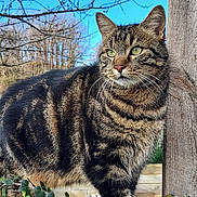 Gyn participe au concours pour gagner de l'argent avec cette photo : animal, blue_sky, cat, close_up, fence, fur, garden, green_eyes, ivy, log, nature, outdoor, paws, pet, portrait, sunlight, tabby_cat, tree_branches, whiskers, wooden_post