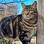 cat, tabby_cat, pet, animal, outdoor, blue_sky, wooden_post, ivy, tree_branches, whiskers, fur, green_eyes, close_up, portrait, log, nature, paws, sunlight, garden, fence