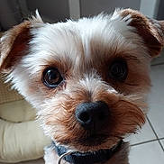 Eliot a rejoint le concours — aidez-le/la à gagner de superbes lots ! brown_and_white, close_up, collar, curious, cute, dog, dog_bed, ear, eyes, face, floor_tile, fur, indoor, macro, nose, pet, portrait, snout, whiskers, wide_eyes