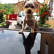 Eliot a rejoint le concours — aidez-le/la à gagner de superbes lots ! animal, car, cute, dog, driveway, flowers, glossy_table, greenery, house, outdoor, pet, porch, portrait, potted_plants, reflection, small_dog, summer, wicker_furniture, window, yorkshire_terrier