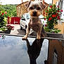animal, car, cute, dog, driveway, flowers, glossy_table, greenery, house, outdoor, pet, porch, portrait, potted_plants, reflection, small_dog, summer, wicker_furniture, window, yorkshire_terrier