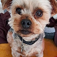 Eliot a rejoint le concours — aidez-le/la à gagner de superbes lots ! animal, brown, canine, close_up, collar, companion, curious_expression, cute, dog, domestic, eyes, fur, indoor, mammal, nose, pet, portrait, small_dog, whiskers, white