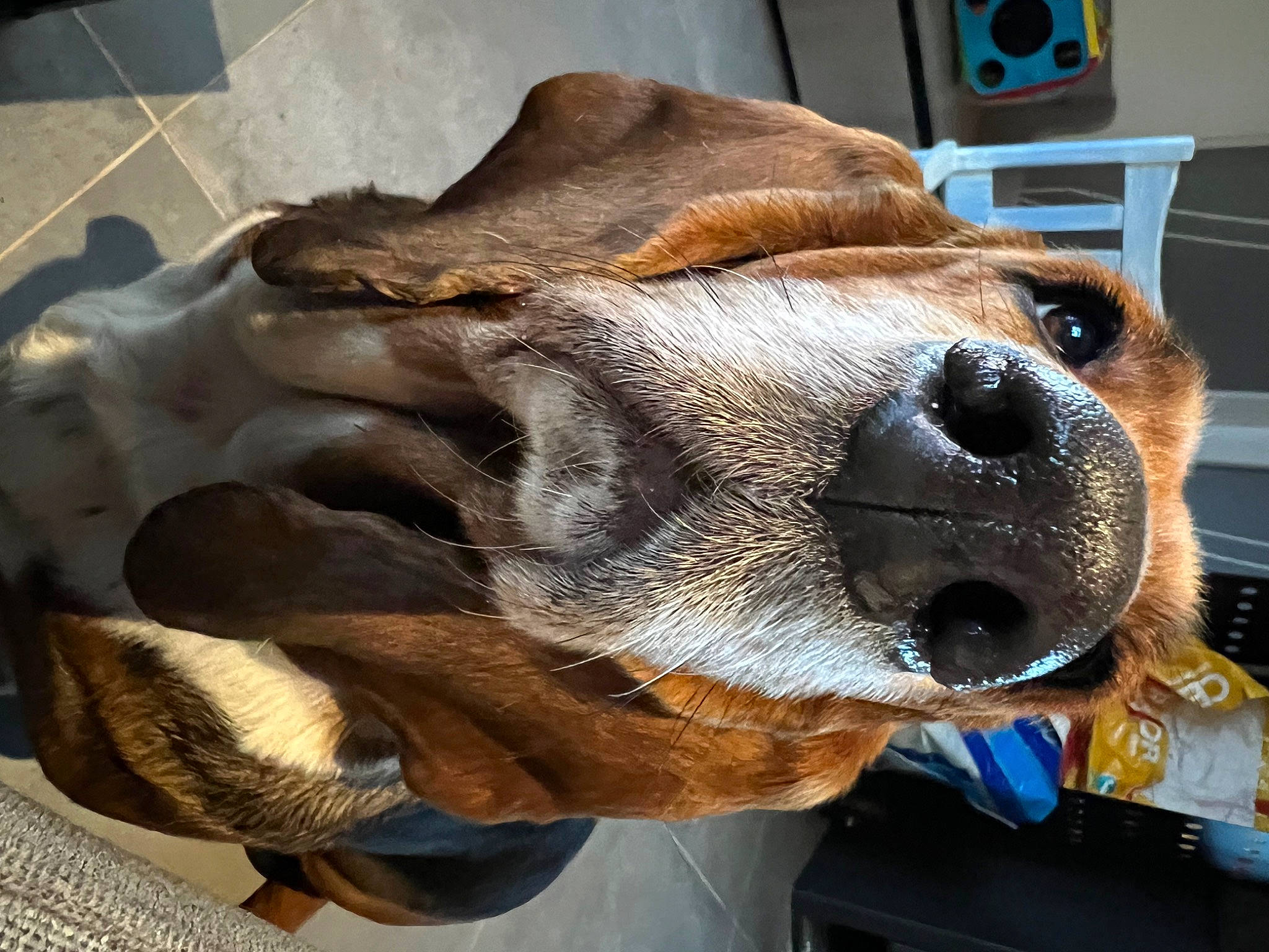 Marple a rejoint le concours — aidez-le/la à gagner de superbes lots ! canidae, carnivore, claw, collar, companion_dog, dog, dog_breed, ear, fawn, fur, liver, metal, natural_material, selfie, snout, sporting_group, terrestrial_animal, whiskers, working_animal