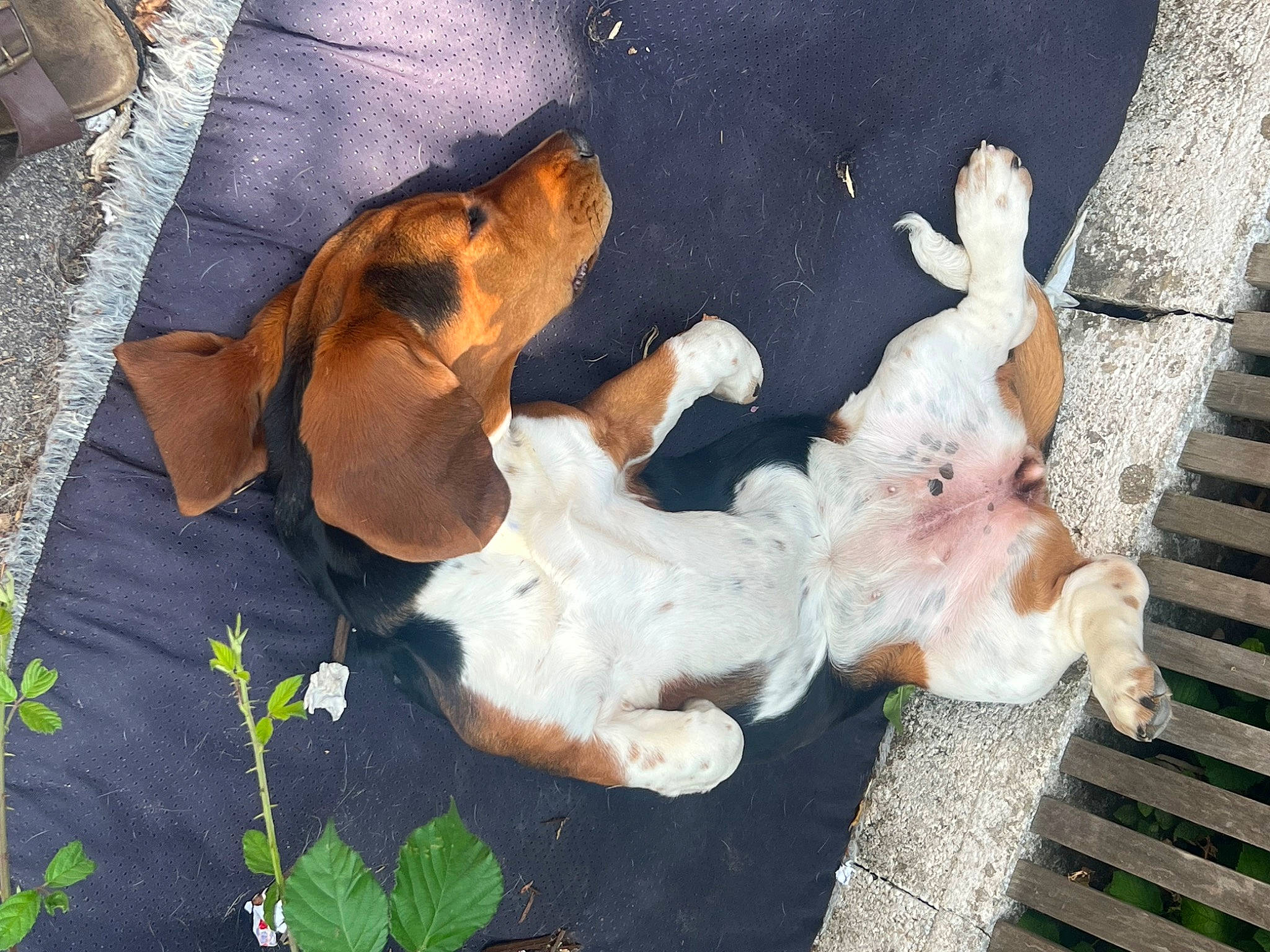 Turquoise a rejoint le concours — aidez-le/la à gagner de superbes lots ! canidae, carnivore, companion_dog, dog, dog_breed, fawn, fur, gesture, guard_dog, paw, plant, sporting_group, street_dog, tail, working_animal