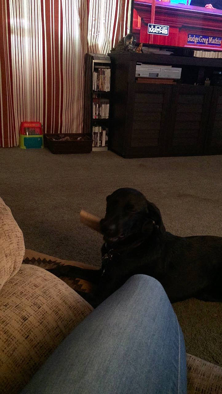 Luna Mai joined the competition — help win amazing prizes! carnivore, comfort, companion_dog, darkness, dog, dog_breed, fawn, felidae, floor, flooring, hardwood, human_leg, room, shelf, small_to_medium_sized_cats, sporting_group, tail, tints_and_shades, wood, working_animal