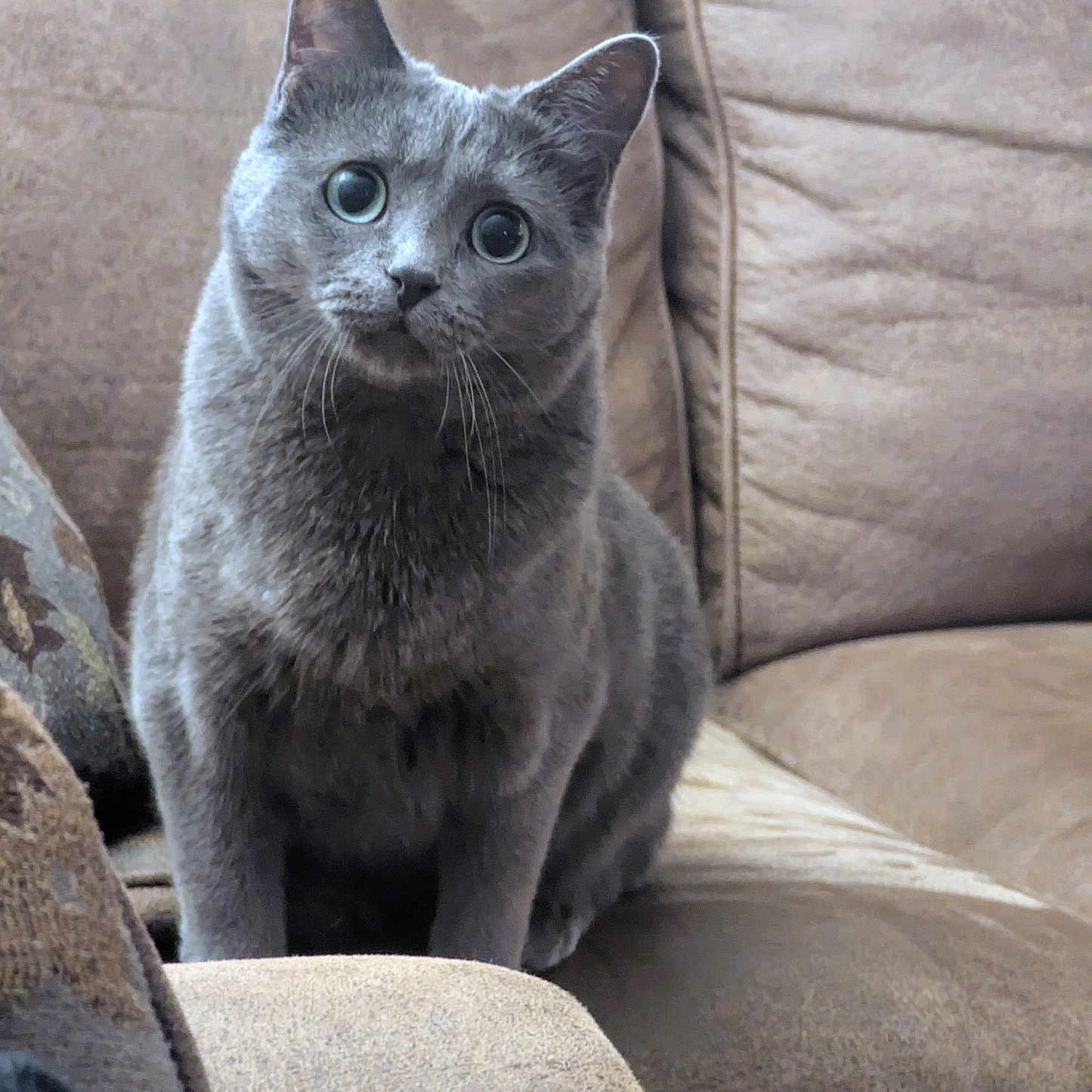 Mimi is registered to the contest to win money with this photo: abyssinian, animal, architecture, armchair, building, cat, chair, couch, cushion, furniture, homedecor, indoors, kitten, linen, livingroom, manx, pet, room, siamese