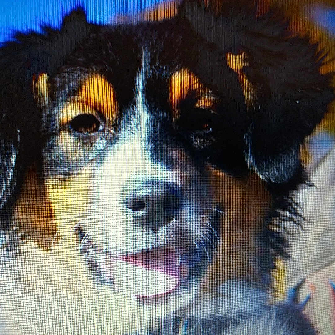 Oups a rejoint le concours — aidez-le/la à gagner de superbes lots ! ancient_dog_breeds, australian_shepherd, bernese_mountain_dog, canidae, carnivore, companion_dog, dog, dog_breed, english_shepherd, fur, herding_dog, mammal, miniature_australian_shepherd, nose, puppy, rare_breed_dog, snout, sporting_group, vertebrate, working_dog