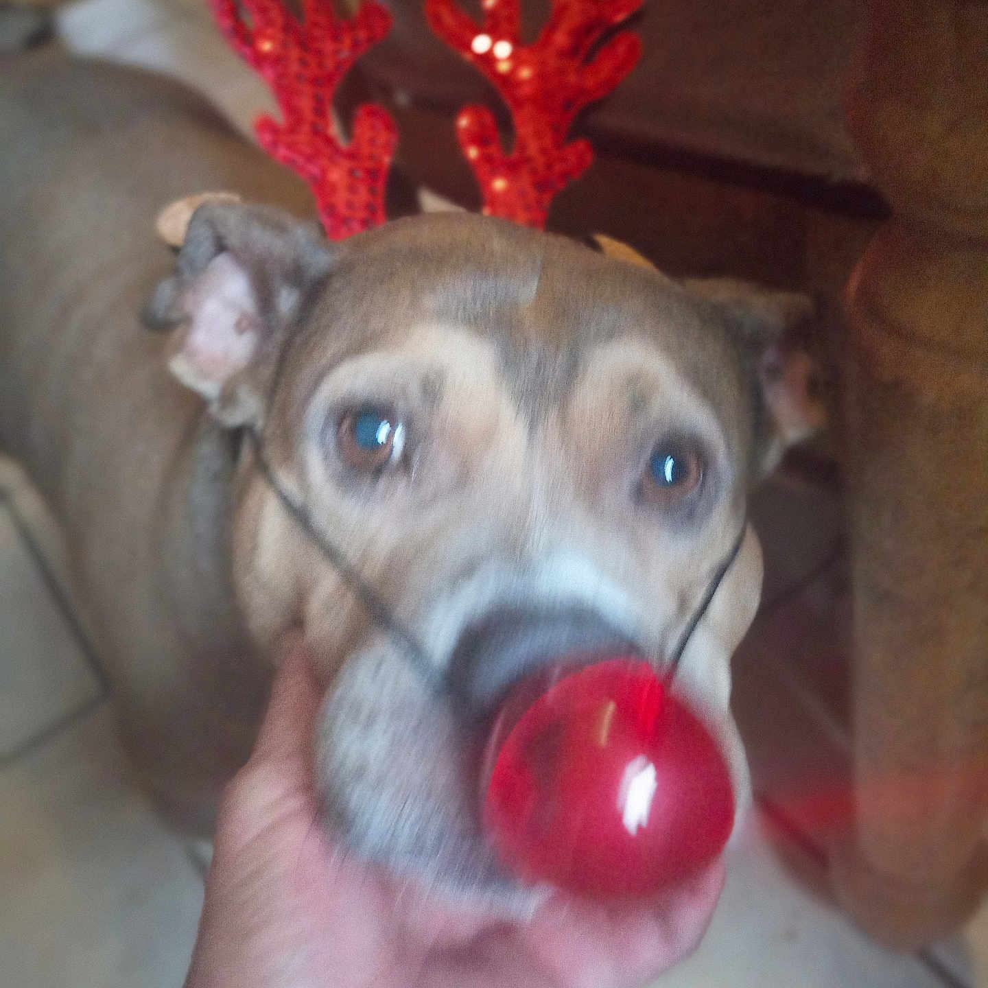 Velma joined the competition — help win amazing prizes! accessory, blur, brown_fur, close_up, couch, dog, domestic_animal, eyes, festive, hand, holiday_costume, indoors, muzzle, owner, pet, playful, portrait_pet, red_nose, reindeer_antlers, tiled_floor