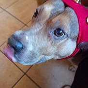 Velma joined the competition — help win amazing prizes! bells, brown_fur, close_up, collar, cute, dog, eyes, headwear, indoor, looking_up, motion_blur, nose, offcenter, pet, playful, portrait, red_cloth, snout, tile_floor, tongue_out