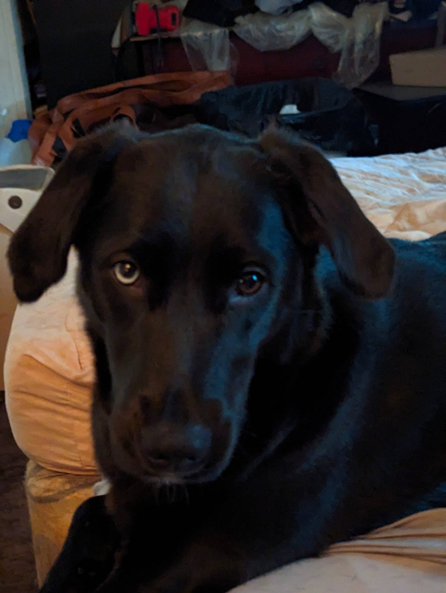 Ripley is registered to the contest to win money with this photo: borador, canidae, carnivore, collar, companion_dog, dog, dog_breed, dog_collar, ear, fawn, fur, guard_dog, gun_dog, liver, pointing_breed, retriever, snout, sporting_group, whiskers, working_animal