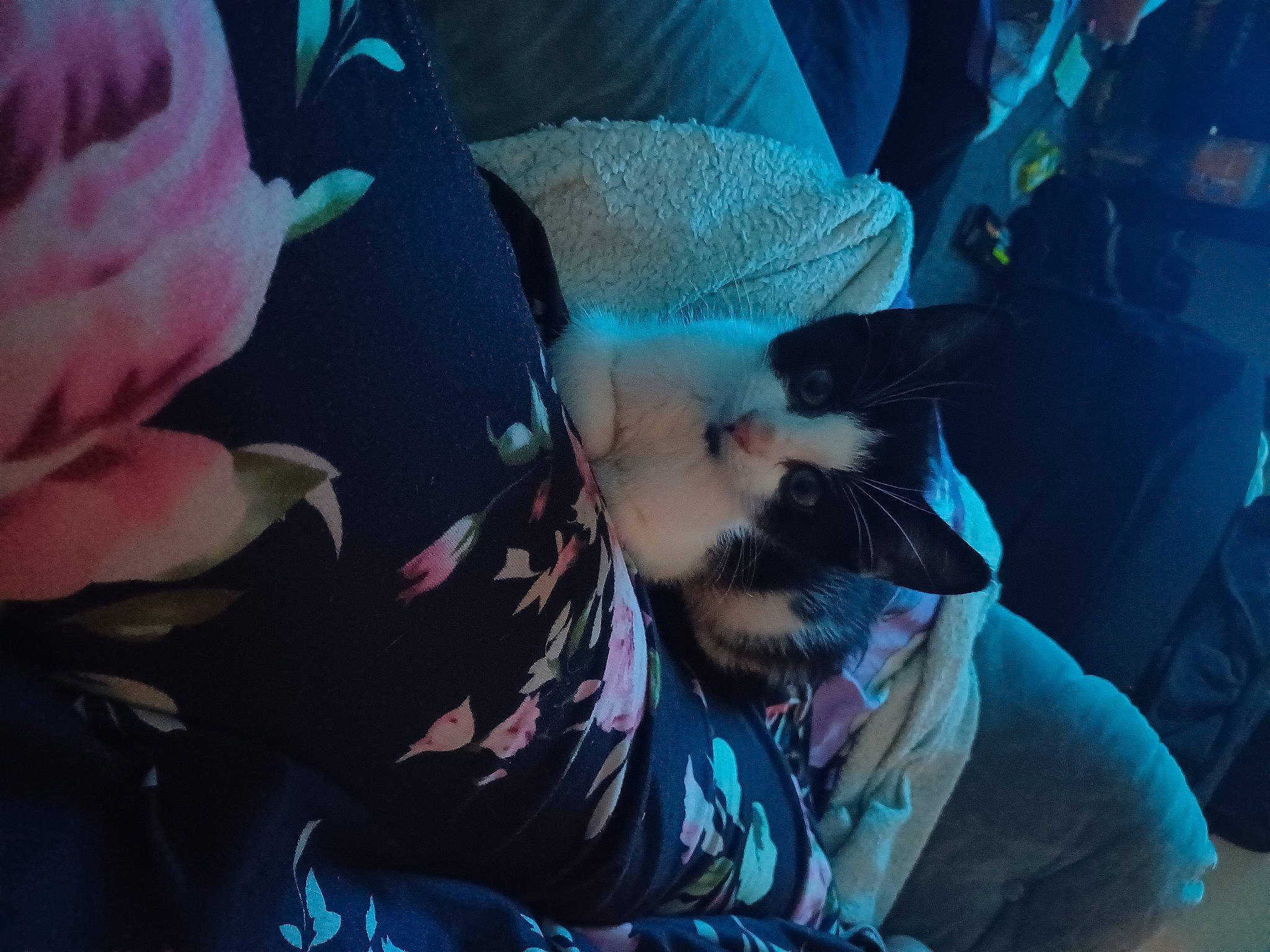 Thor is registered to the contest to win money with this photo: blue, carnivore, cat, comfort, companion_dog, dog_breed, electric_blue, felidae, flower, flowering_plant, fur, grass, petal, plant, rose_family, rose_order, small_to_medium_sized_cats, sporting_group, tints_and_shades, whiskers