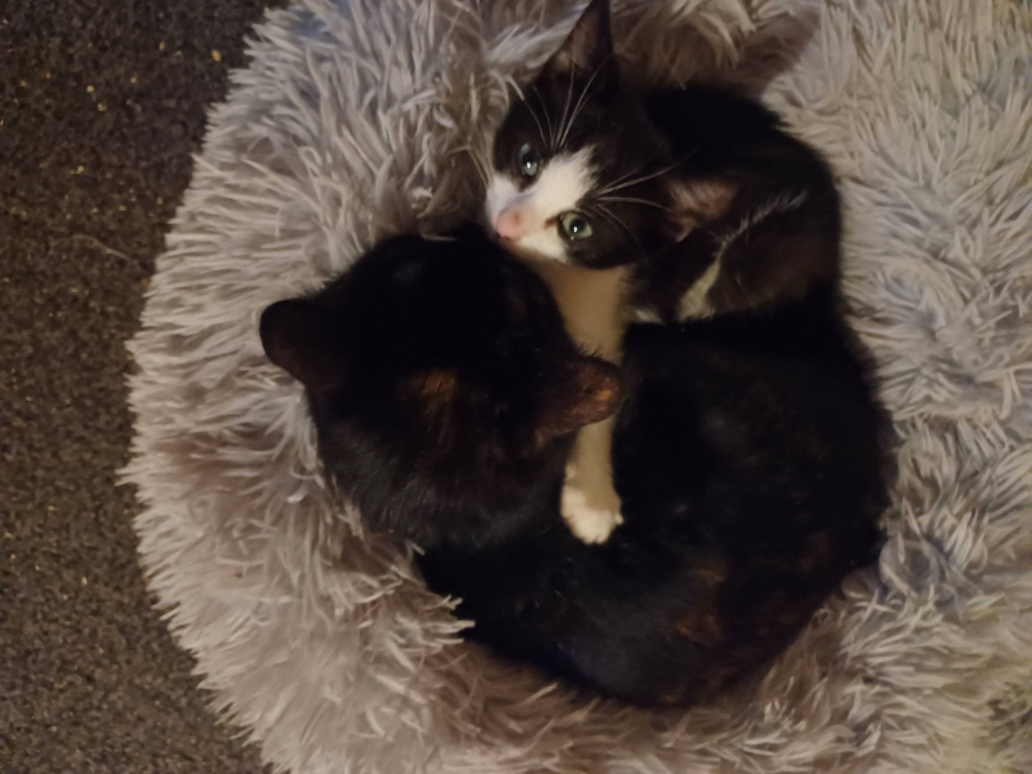 Thor is registered to the contest to win money with this photo: black_cat, canidae, carnivore, cat, cat_bed, cat_supply, claw, comfort, dog_breed, domestic_short_haired_cat, felidae, fur, nap, paw, small_to_medium_sized_cats, tail, terrestrial_animal, whiskers