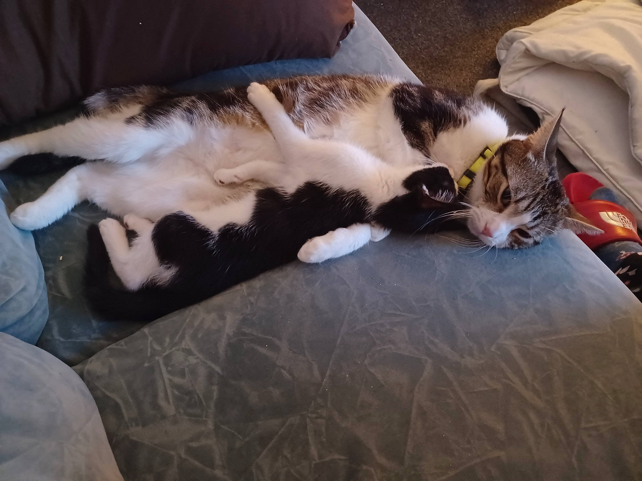 Thor joined the competition — help win amazing prizes! canidae, carnivore, cat, claw, comfort, companion_dog, domestic_short_haired_cat, felidae, fur, lap, linens, mammal, nap, paw, small_to_medium_sized_cats, tail, whiskers, wood