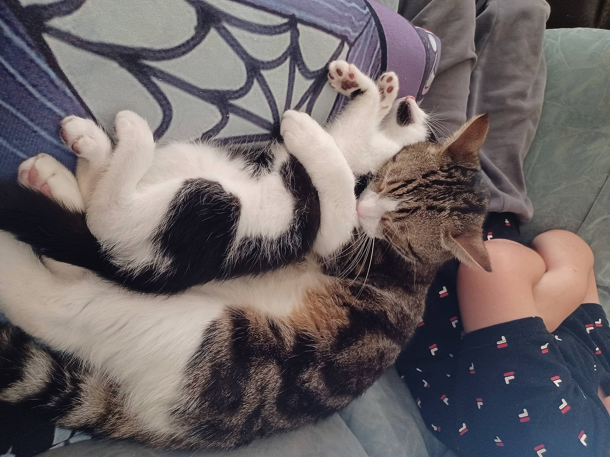 Thor joined the competition — help win amazing prizes! carnivore, cat, comfort, couch, domestic_short_haired_cat, fawn, felidae, fur, hand, human_leg, lap, mammal, nail, pattern, paw, small_to_medium_sized_cats, tail, thigh, vertebrate, whiskers