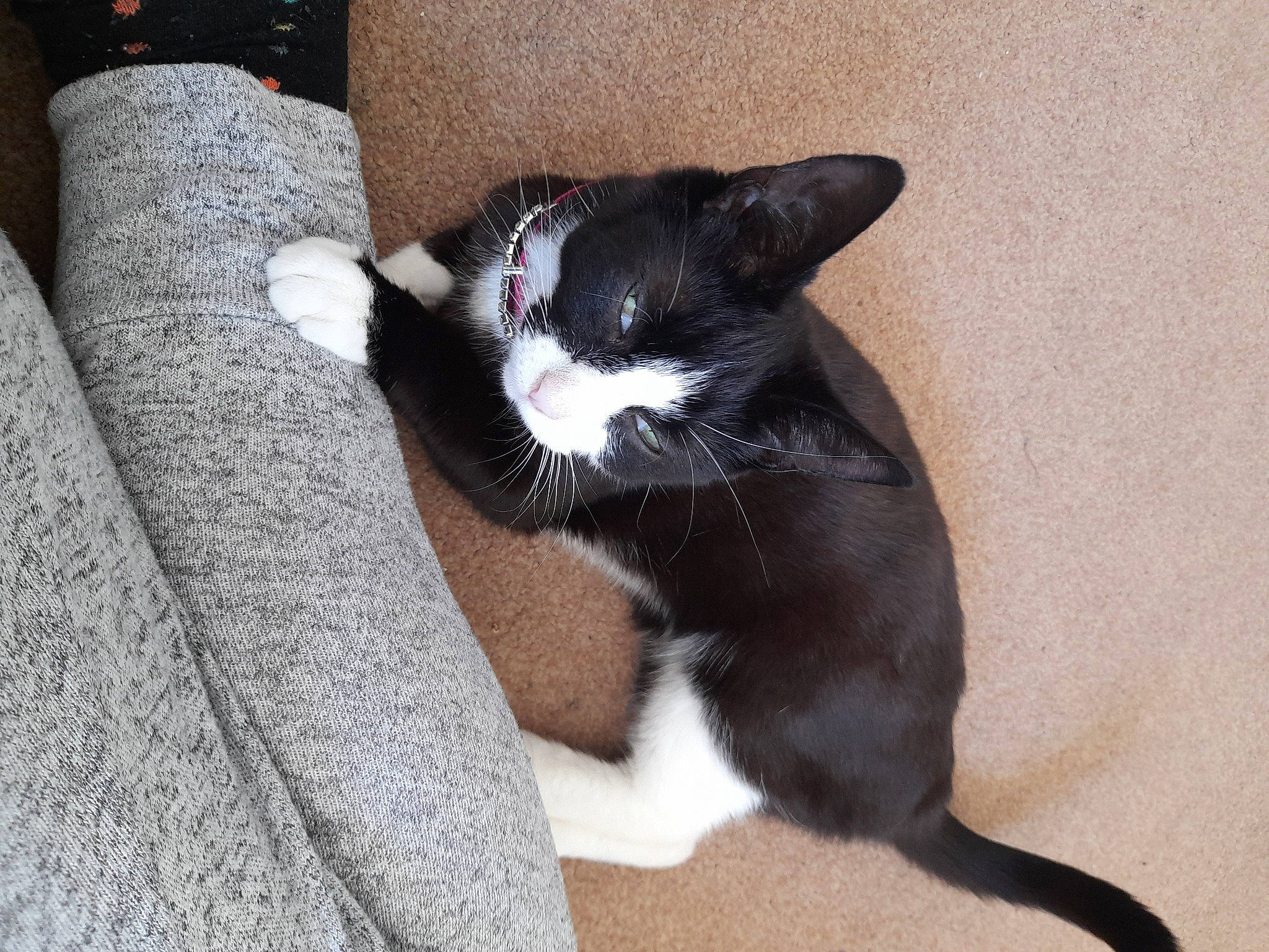 Oreo is registered to the contest to win money with this photo: black_cat, canidae, carnivore, cat, claw, comfort, dog_breed, domestic_short_haired_cat, eye, felidae, flooring, foot, fur, grey, human_leg, paw, small_to_medium_sized_cats, tail, terrestrial_animal, whiskers