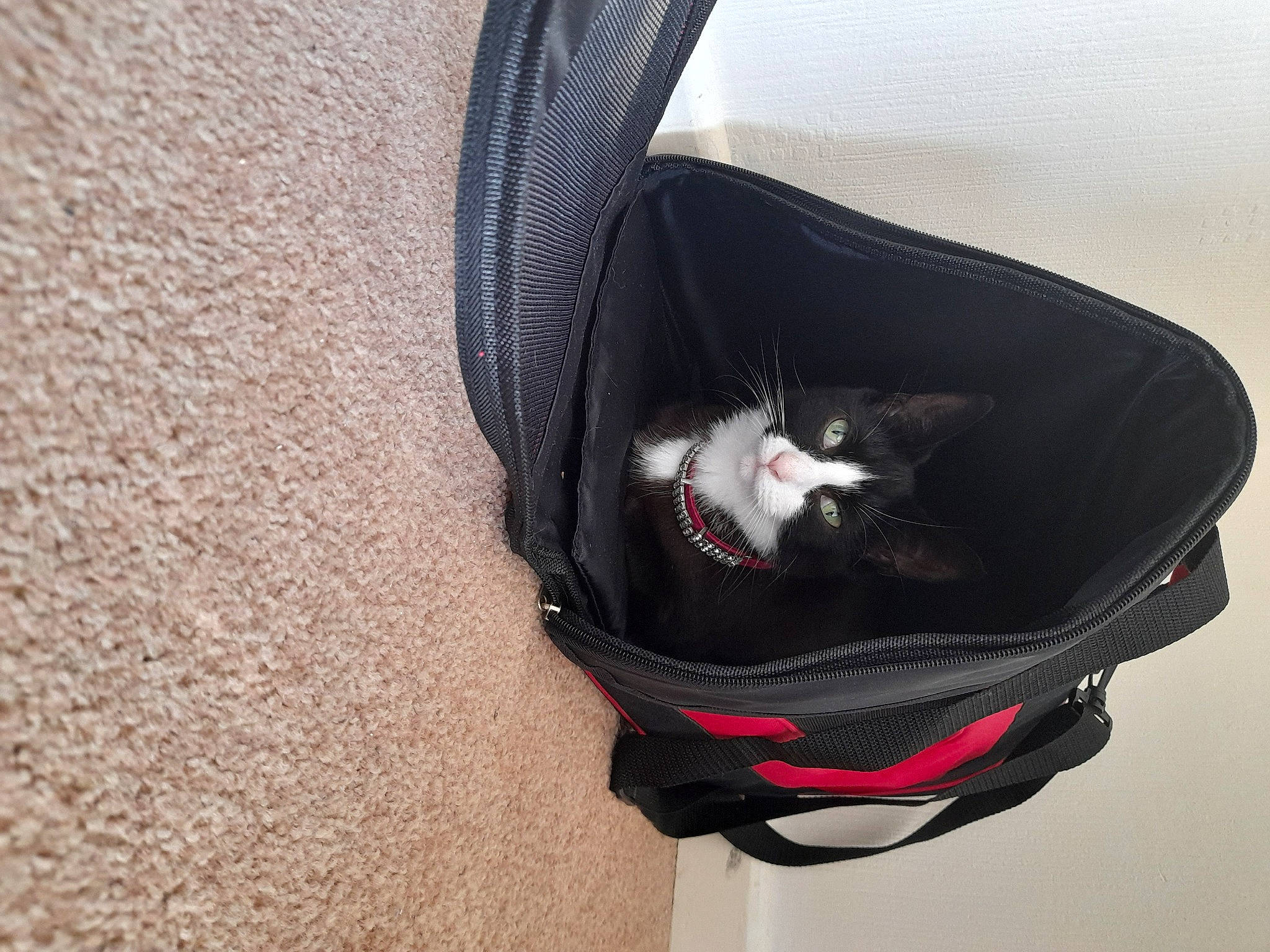 Oreo is registered to the contest to win money with this photo: automotive_exterior, automotive_lighting, bag, baggage, bicycle_helmet, bicycles_equipment_and_supplies, carnivore, cat, collar, comfort, eyewear, fashion_accessory, felidae, grey, helmet, luggage_and_bags, motorcycle_accessories, personal_protective_equipment, small_to_medium_sized_cats, street_light