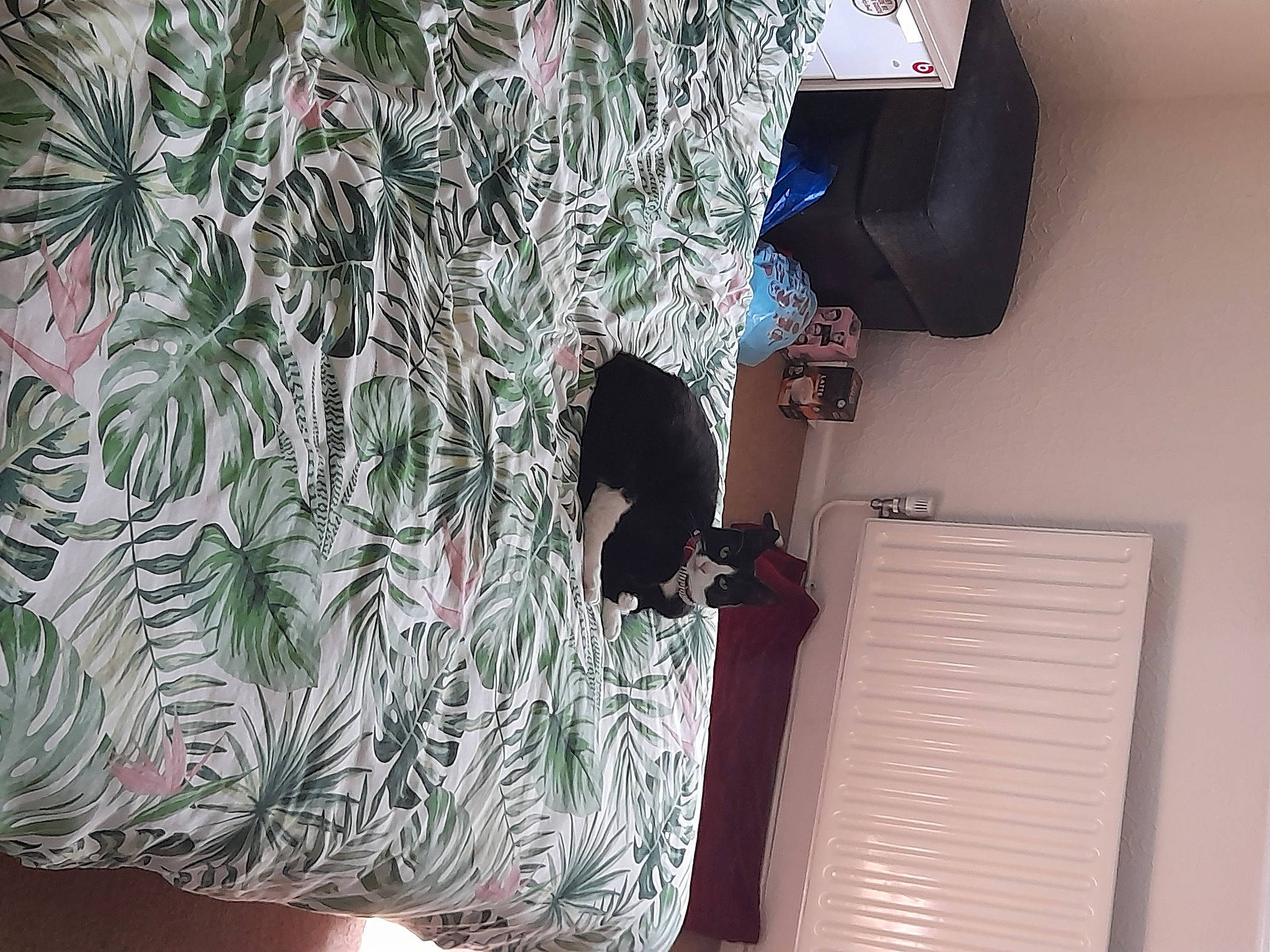 Oreo is registered to the contest to win money with this photo: audio_equipment, christmas_ornament, fir, floral_design, furniture, house, interior_design, line, linens, magenta, material_property, ornament, pattern, purple, room, tree, twig, visual_arts, window_treatment, wood