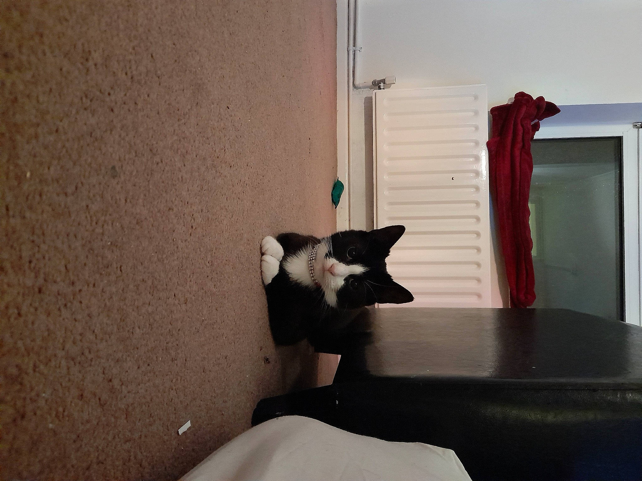 Oreo is registered to the contest to win money with this photo: bed, carnivore, cat, comfort, curtain, door, felidae, floor, flooring, grey, hardwood, home_door, shade, small_to_medium_sized_cats, table, tail, tints_and_shades, whiskers, window, wood