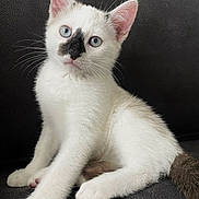 Cali a rejoint le concours — aidez-le/la à gagner de superbes lots ! kitten, cat, white_fur, blue_eyes, black_nose_marking, pet, cute, feline, animal, sitting, indoor, couch, whiskers, young, playful, fur, paw, portrait, domestic, looking