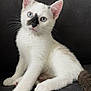 kitten, cat, white_fur, blue_eyes, black_nose_marking, pet, cute, feline, animal, sitting, indoor, couch, whiskers, young, playful, fur, paw, portrait, domestic, looking
