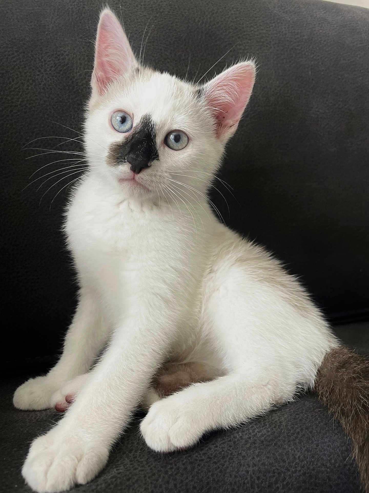 Cali a rejoint le concours — aidez-le/la à gagner de superbes lots ! kitten, cat, white_fur, blue_eyes, black_nose_marking, pet, cute, feline, animal, sitting, indoor, couch, whiskers, young, playful, fur, paw, portrait, domestic, looking