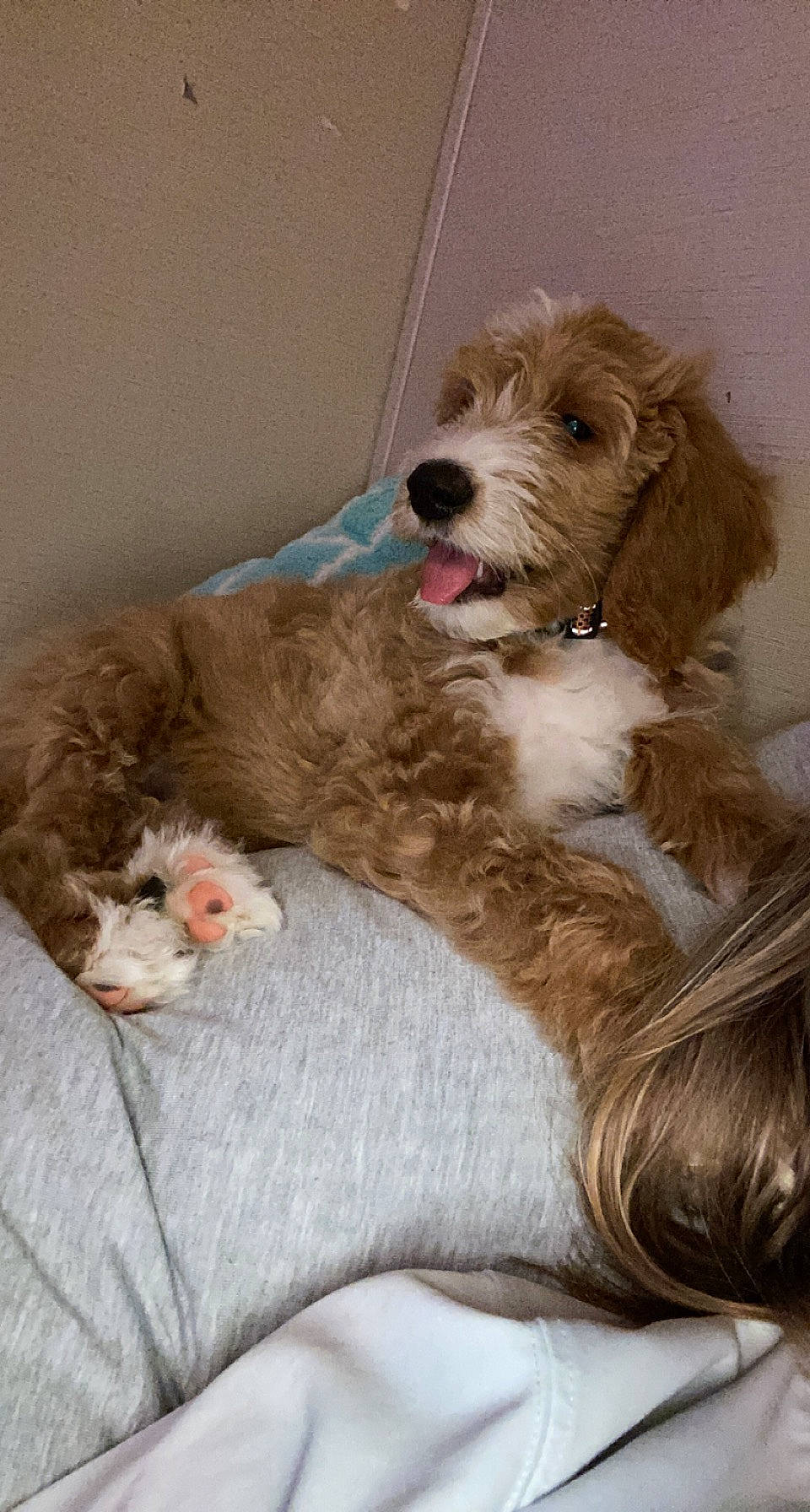 Phoebe joined the competition — help win amazing prizes! carnivore, comfort, companion_dog, dog, dog_breed, dog_collar, dog_supply, fawn, fur, labradoodle, liver, pet_supply, poodle_crossbreed, puppy_love, small_terrier, sporting_group, terrier, toy_dog, water_dog, working_animal