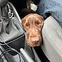 Agathe participe au concours pour gagner de l'argent avec cette photo : dog, sleeping, brown_dog, car_interior, car_seat, center_console, handbrake, gear_shift, cable, cozy, resting, pet, close_up, napping, indoors, animal, cute, companion, transport, vehicle