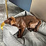 Agathe participe au concours pour gagner de l'argent avec cette photo : puppy, dog, brown_dog, dog_bed, gray_bed, indoor, tile_floor, resting, pet, canine, modern_interior, lamp_stand, calm, side_view, flooring, animal, young_dog, relaxed, furniture, domestic_animal
