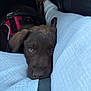 puppy, dog, brown_dog, close_up, resting, legs, white_pants, textured_clothing, leopard_print, shoes, car_interior, seatbelt, pet, animal, cute, young_dog, fur, canine, relaxed, indoor