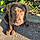 Agathe