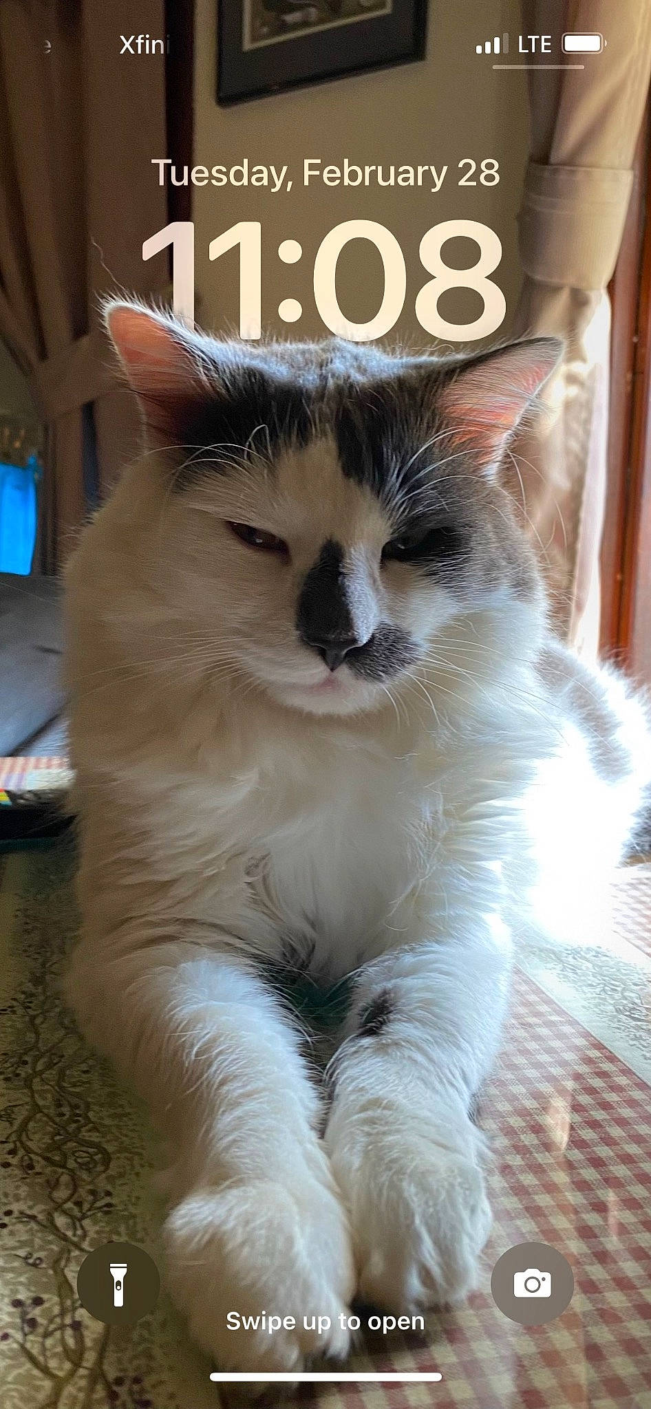 Four By Four joined the competition — help win amazing prizes! carnivore, cat, claw, domestic_short_haired_cat, fawn, felidae, fur, paw, photo_caption, small_to_medium_sized_cats, snout, tail, thai, whiskers, window