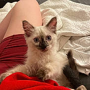Blue is registered to the contest to win money with this photo: animal, bandage, bed, blanket, blue_eyes, cat, closeup, comfort, cute, furry, indoor, kitten, lap, maroon_shorts, paw, person, pet, red_clothing, resting, white_bedding
