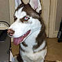 animal, blue_eyes, canine, companion, cute, desk, dog, domestic, door, ears_up, floor, fur, house, indoor, pet, red_eye, siberian_husky, sitting, tail, tongue_out