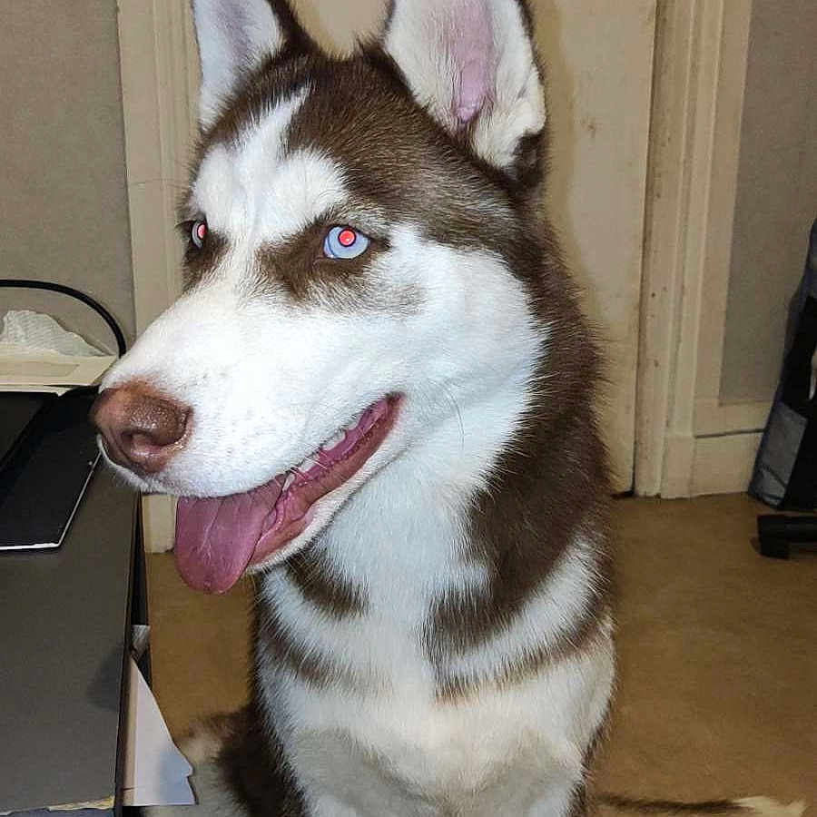Aïko a rejoint le concours — aidez-le/la à gagner de superbes lots ! animal, blue_eyes, canine, companion, cute, desk, dog, domestic, door, ears_up, floor, fur, house, indoor, pet, red_eye, siberian_husky, sitting, tail, tongue_out