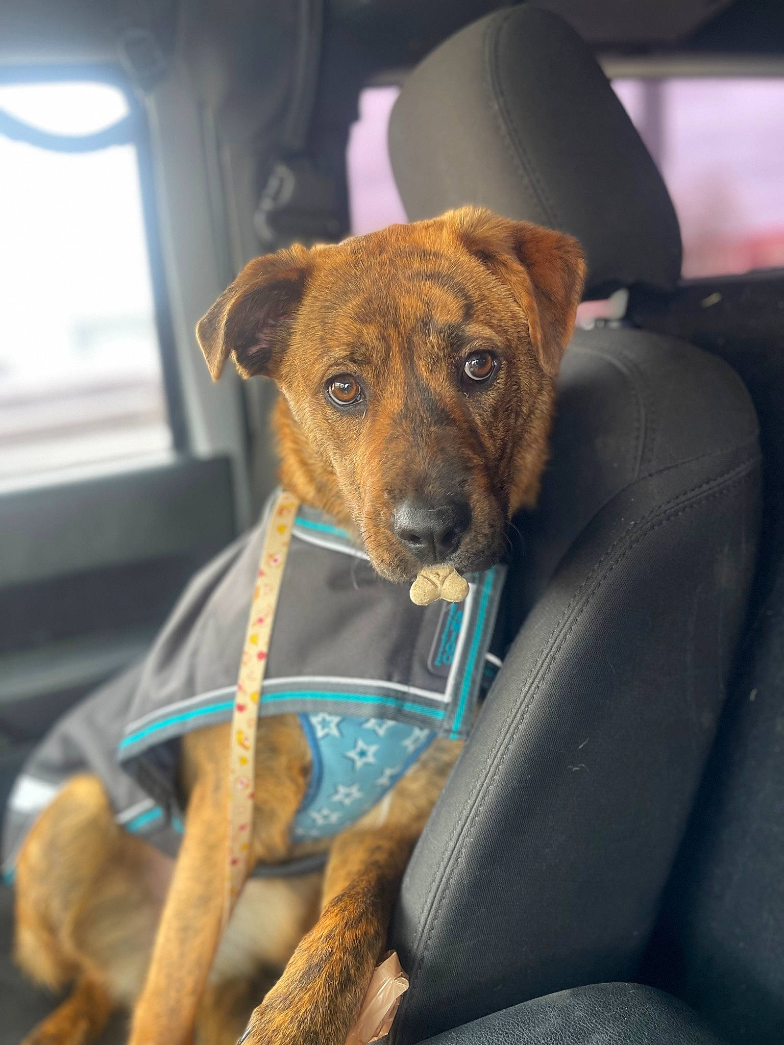 Korra is registered to the contest to win money with this photo: canidae, car, car_seat, carnivore, collar, comfort, companion_dog, dog, dog_breed, dog_collar, fawn, fur, seat_belt, snout, sporting_group, vehicle_door, whiskers, window, windshield, working_animal