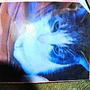 Moo Moo is registered to the contest to win money with this photo: cat, animal, pet, feline, lying, white_face, dark_markings, blur, low_quality, printed_photo, reflection, texture, close_up, indoor, soft_surface, fur, whiskers, eyes, head, portrait