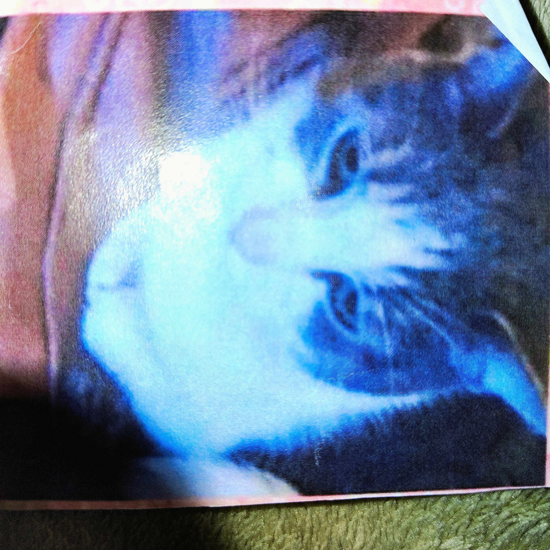 Moo Moo is registered to the contest to win money with this photo: cat, animal, pet, feline, lying, white_face, dark_markings, blur, low_quality, printed_photo, reflection, texture, close_up, indoor, soft_surface, fur, whiskers, eyes, head, portrait